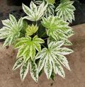Variegated Fatsia Japonica